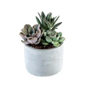 שלושת הסוקולנטים